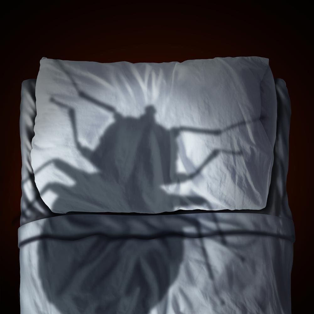 D&W Pest Solutions in Rock Hill, Charlotte and Spartanburg-bed bug control